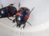 Hister quadrimaculatus